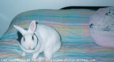 Photo de Lapin