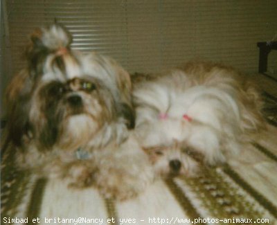 Photo de Shih tzu