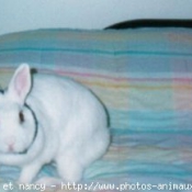 Photo de Lapin