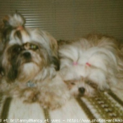 Photo de Shih tzu