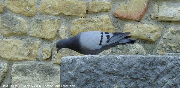 Photo de Pigeon