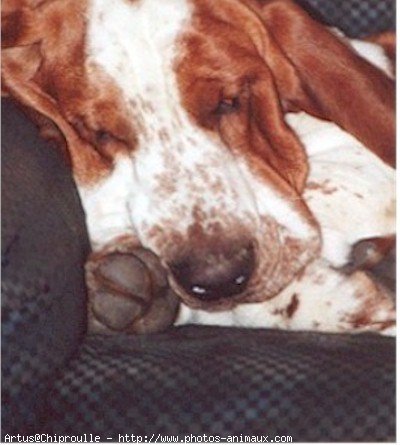 Photo de Basset hound