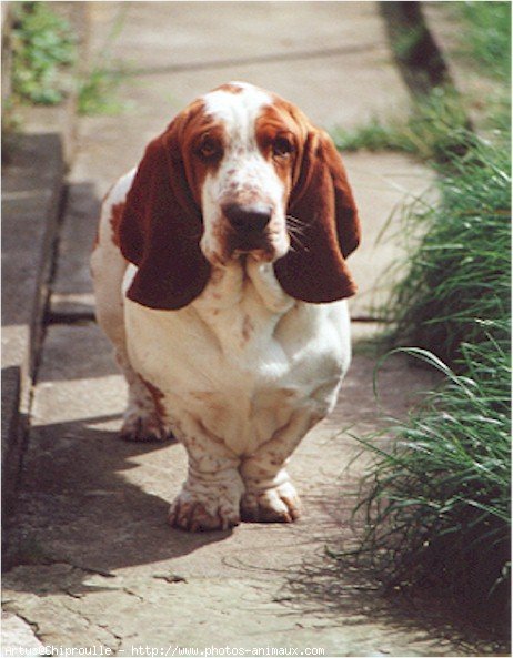 Photo de Basset hound