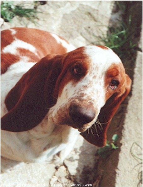 Photo de Basset hound