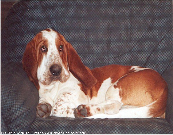 Photo de Basset hound