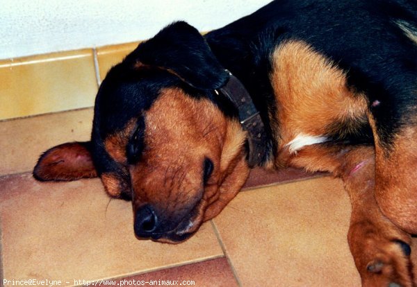 Photo de Rottweiler