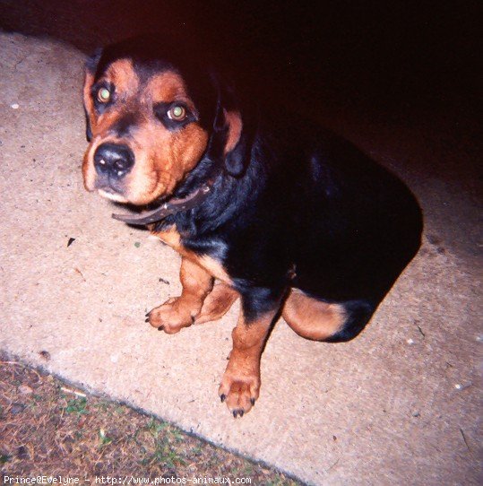 Photo de Rottweiler