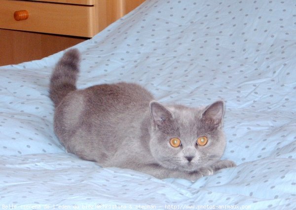 Photo de British shorthair