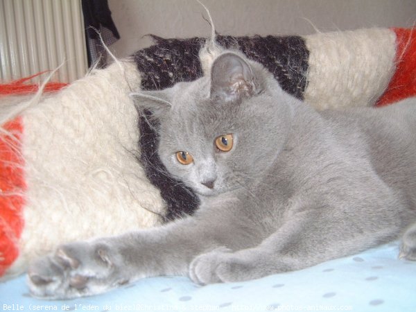 Photo de British shorthair