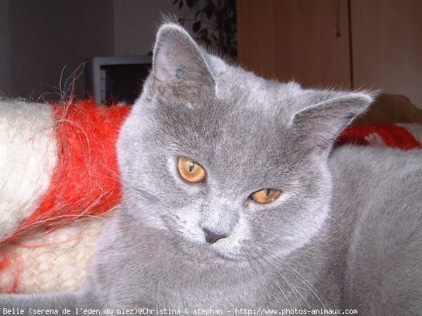 Photo de British shorthair