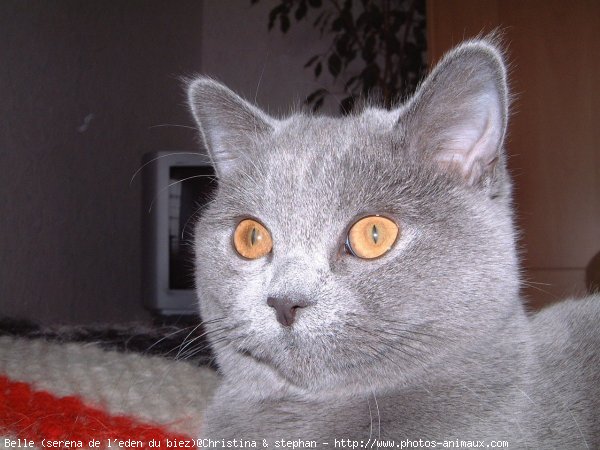 Photo de British shorthair