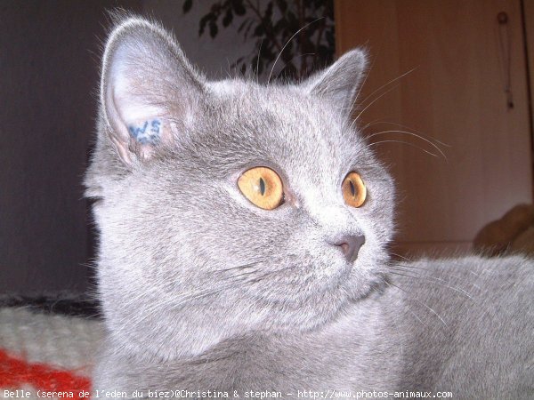 Photo de British shorthair