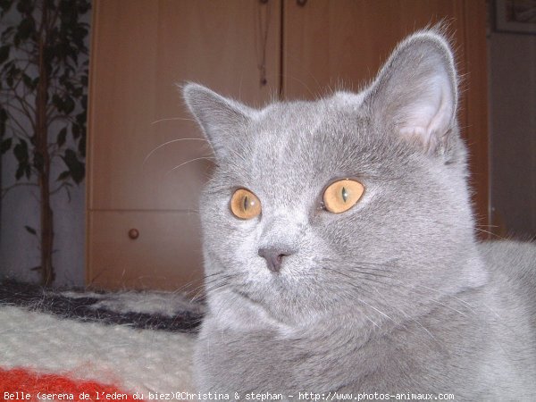 Photo de British shorthair