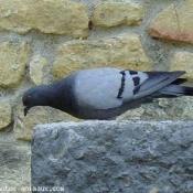 Photo de Pigeon