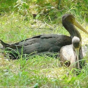 Photo de Cygne