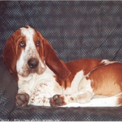 Photo de Basset hound