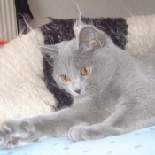 Photo de British shorthair