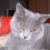 Photo de British shorthair