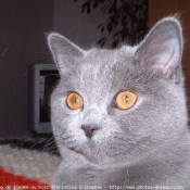 Photo de British shorthair