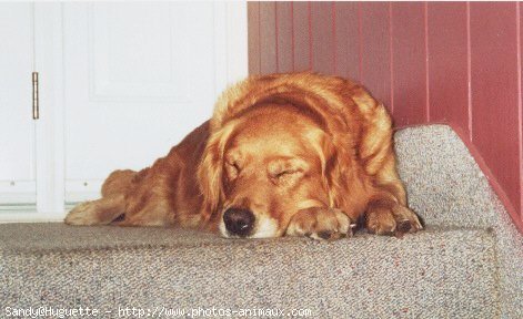 Photo de Golden retriever