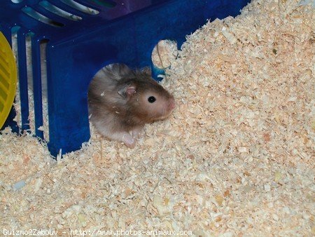 Photo de Hamster