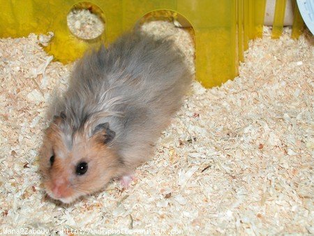 Photo de Hamster