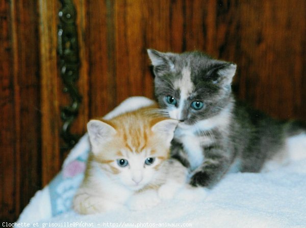 Photo de Chat domestique