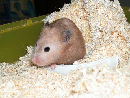 Photo de Hamster