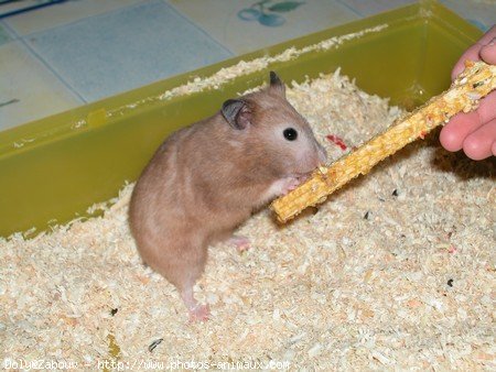 Photo de Hamster