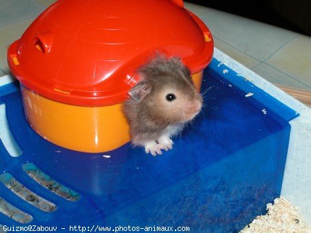 Photo de Hamster