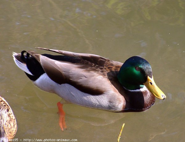 Photo de Canard