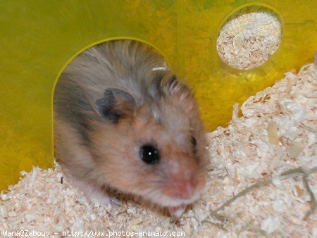 Photo de Hamster