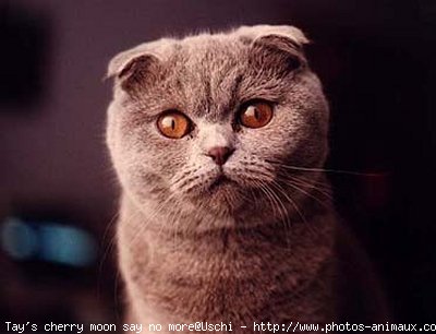 Photo de Scottish fold