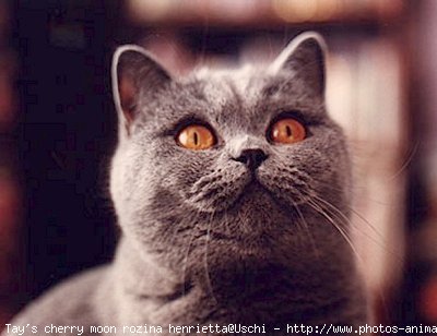 Photo de British shorthair