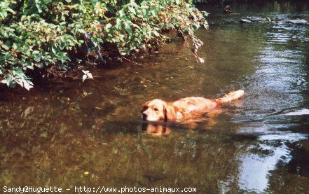 Photo de Golden retriever