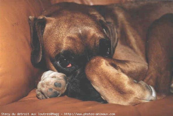 Photo de Boxer