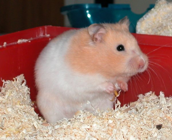 Photo de Hamster