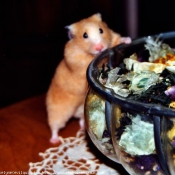 Photo de Hamster