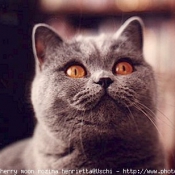 Photo de British shorthair