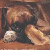 Photo de Boxer