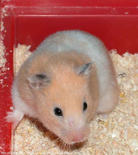 Photo de Hamster