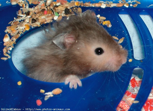 Photo de Hamster