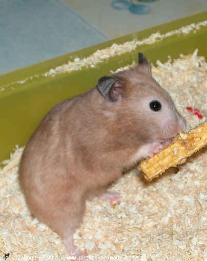 Photo de Hamster