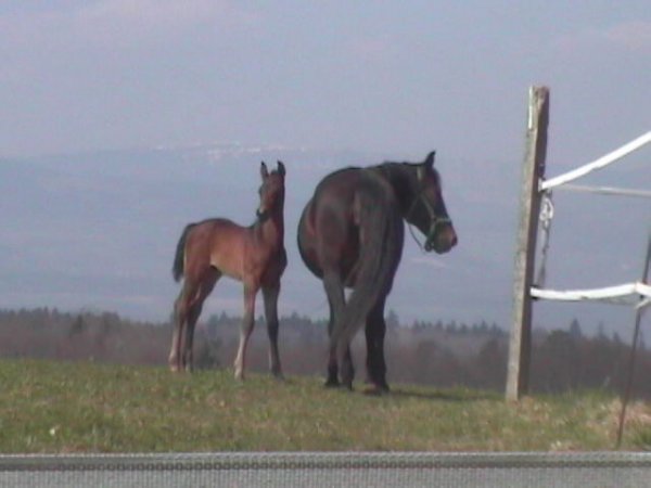 Photo de Trotteur franais