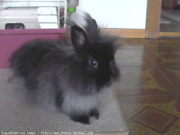 Photo de Lapin