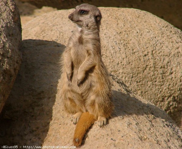 Photo de Suricate