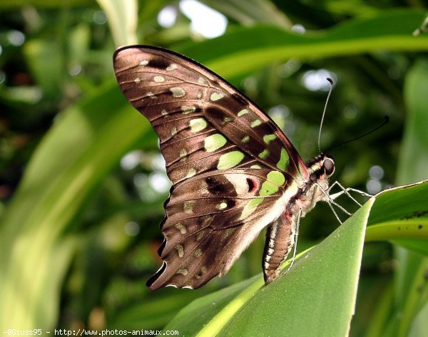 Photo de Papillon