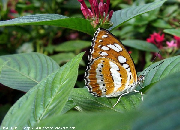 Photo de Papillon