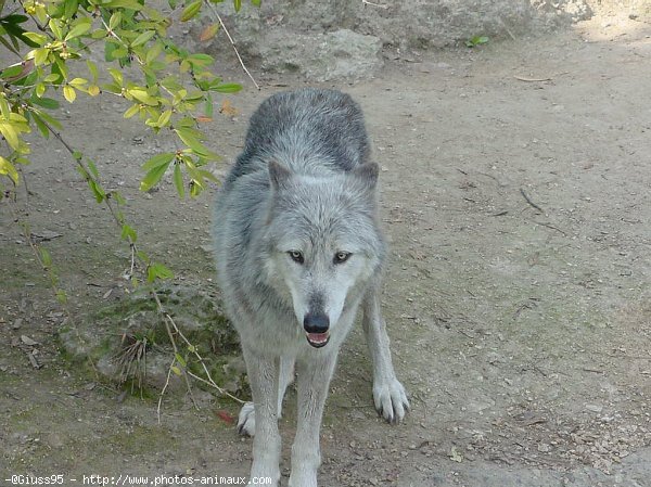 Photo de Loup