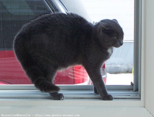 Photo de Chartreux